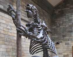 dinosauro
