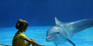 Oltremare Riccione: il parco dei delfini (e molto altro) sulla Riviera Romagnola