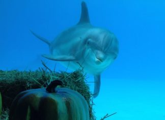 Halloween all’Acquario di Cattolica: un weekend da brivido tra i pesci Halloween all' Acquario di Cattolica