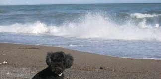 Amici a quattrozampe in vacanza in Liguria Vacanze con il cane in Liguria