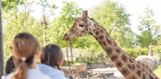 Parchi a tema in Piemonte Bambini che guardano le giraffe al Bioparco Zoom Torino