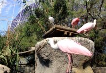 Valencia e la natura: bioparco, acquario e una laguna da non perdere