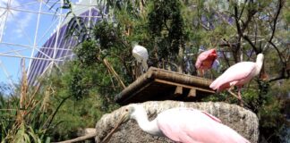 Valencia e la natura: bioparco, acquario e una laguna da non perdere