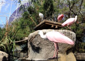 Valencia e la natura: bioparco, acquario e una laguna da non perdere