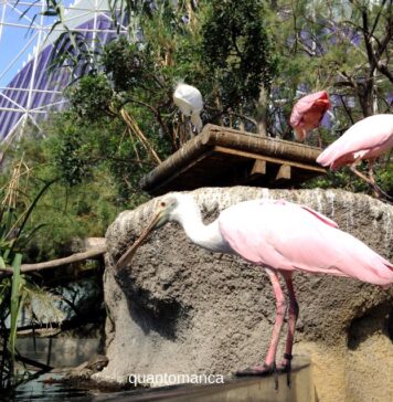 Valencia e la natura: bioparco, acquario e una laguna da non perdere