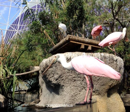Valencia e la natura: bioparco, acquario e una laguna da non perdere