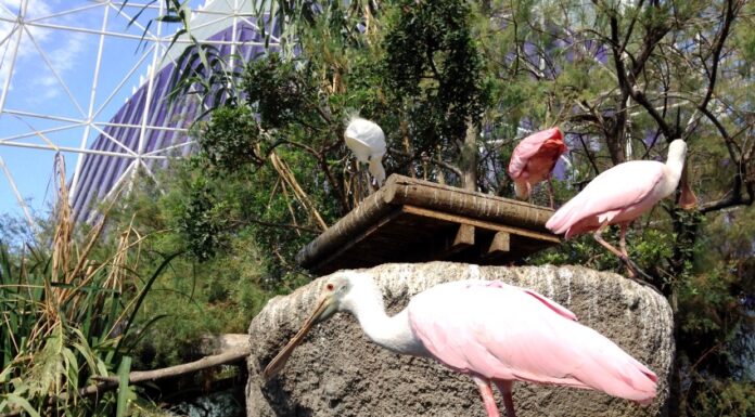 Valencia e la natura: bioparco, acquario e una laguna da non perdere