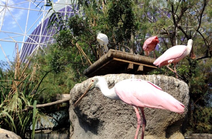 Valencia e la natura: bioparco, acquario e una laguna da non perdere