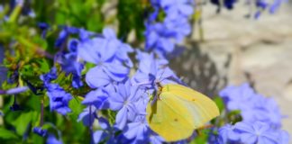 La Casa delle Farfalle: le migliori in Italia da visitare casa delle farfalle