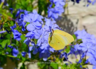 7 Case delle Farfalle in Italia da visitare con i bambini casa delle farfalle