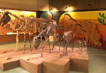 Musei per bambini e ragazzi in Toscana musei toscana bambini