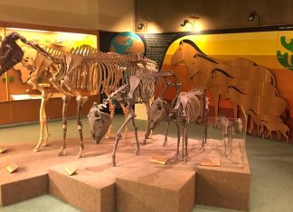 Musei per bambini e ragazzi in Toscana musei toscana bambini