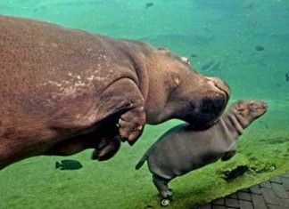 Valencia con i bambini: incontro con gli animali bioparco valencia