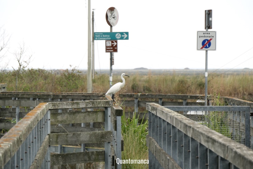 valli di comacchio