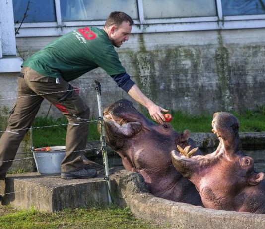 Lo Zoo di Copenaghen: avventura faunistica nel cuore della Danimarca copenaghen zoo