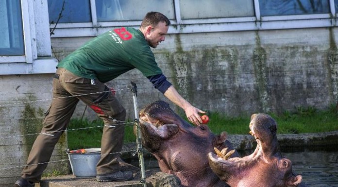 Lo Zoo di Copenaghen: avventura faunistica nel cuore della Danimarca copenaghen zoo