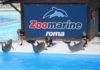 Zoomarine il Parco tematico che unisce intrattenimento e offerta educativa parco zoomarine