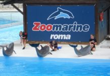 Zoomarine il Parco tematico che unisce intrattenimento e offerta educativa parco zoomarine