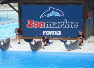 Zoomarine il Parco tematico che unisce intrattenimento e offerta educativa parco zoomarine