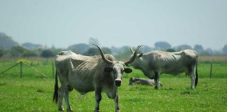 La Capalbio che non ti aspetti