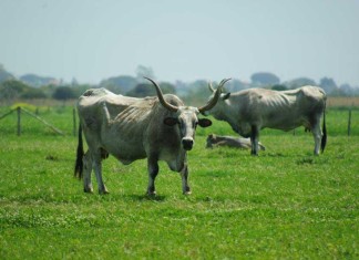 La Capalbio che non ti aspetti