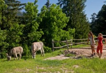 Rigenerarsi in famiglia in Trentino Agriturismo Weiss - i asini