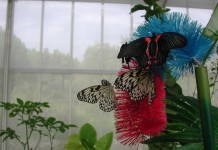 Casa delle Farfalle di Milano Marittima: esperienza educativa per tutta la famiglia