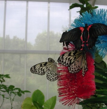 Casa delle Farfalle di Milano Marittima: esperienza educativa per tutta la famiglia