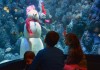 Vacanze natalizie con visita ad un acquario. Dove andare?