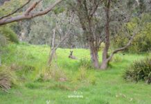 Australia, cosa vedere da Adelaide alla Great Ocean Road cosa vedere in australia