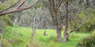 Australia, cosa vedere da Adelaide alla Great Ocean Road cosa vedere in australia