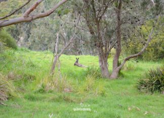 Australia, cosa vedere da Adelaide alla Great Ocean Road cosa vedere in australia