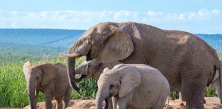 Alla scoperta delle riserve naturali del Sudafrica