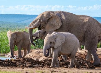 Alla scoperta delle riserve naturali del Sudafrica