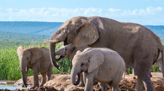 Alla scoperta delle riserve naturali del Sudafrica