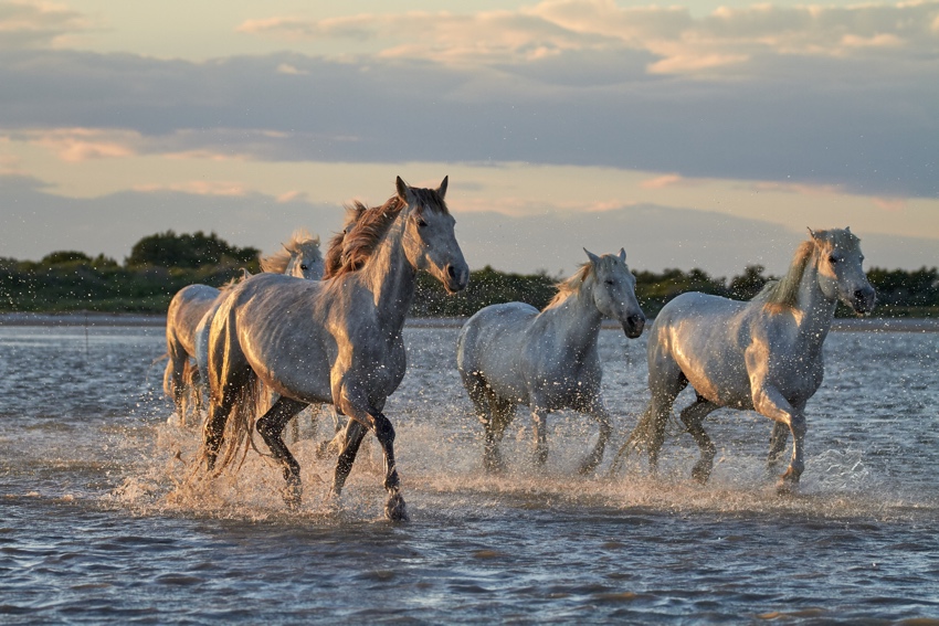 cosa vedere in camargue