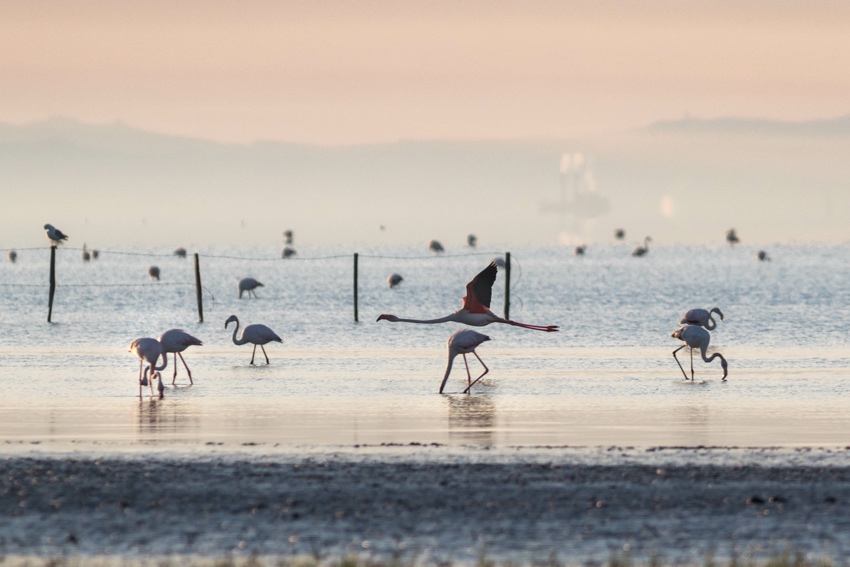 cosa vedere in camargue