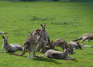 Cosa vedere da Melbourne a Sydney