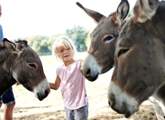 In Danimarca tra animali e natura Danimarca - vacanze in famiglia tra natura e animali