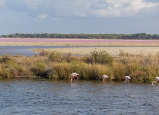Camargue, una destinazione in Francia a misura di bambini cosa vedere in camargue