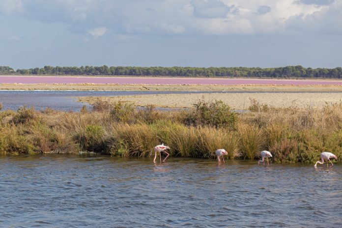 fenicotteri in La Camargue cosa vedere in camargue