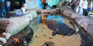 Alla scoperta di Nemo al National Marine Aquarium di Plymouth