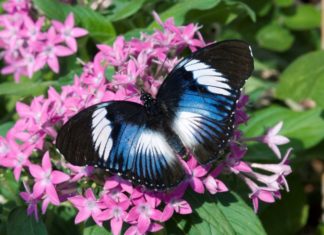 Dove volano le farfalle: alla scoperta dell’Oasi Rossi di Santorso