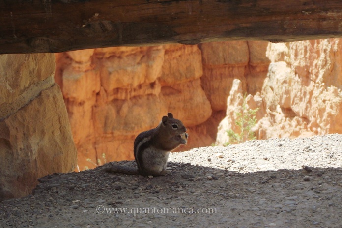 bryce-canyon-scoiattolo