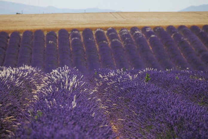 provenza lavanda