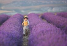 Esplorare la fioritura dei campi di lavanda della Provenza con i bambini
