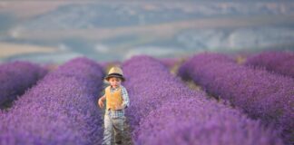 Esplorare la fioritura dei campi di lavanda della Provenza con i bambini