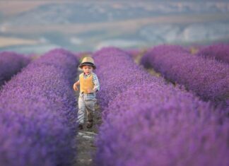 Esplorare la fioritura dei campi di lavanda della Provenza con i bambini