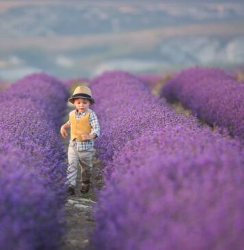 Esplorare la fioritura dei campi di lavanda della Provenza con i bambini
