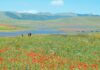 Fioriture a Castelluccio di Norcia: un’esplosione di colori nel cuore dell’Italia fioriture castelluccio